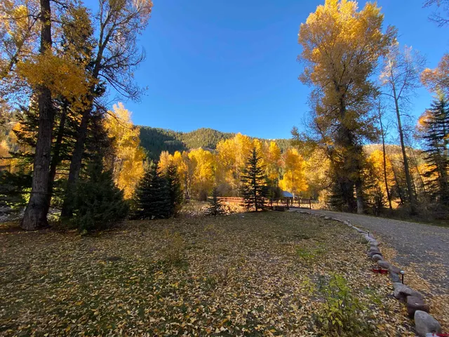 a view of a yard with a tree