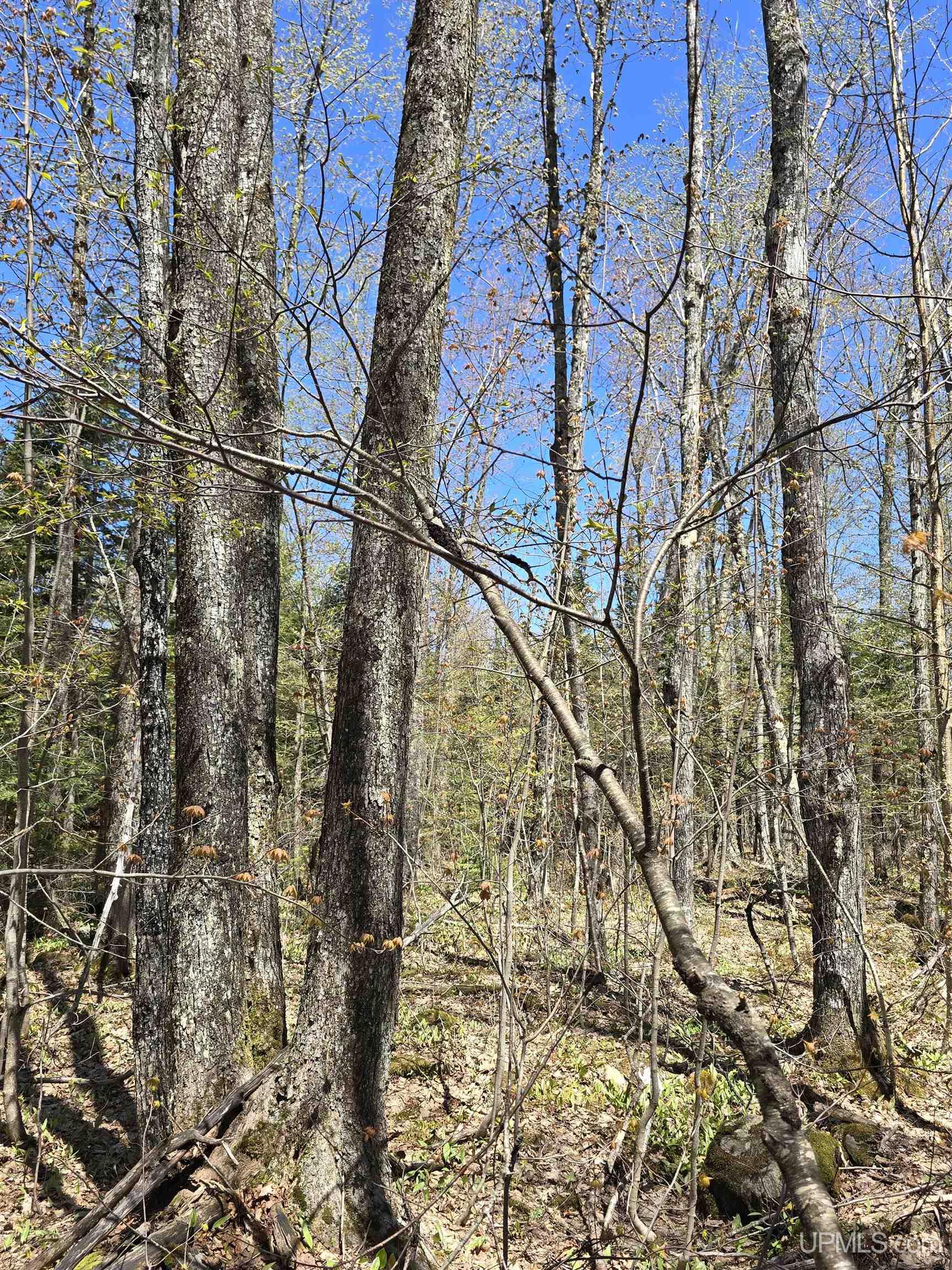 Tbd Murphy Road Covington, MI 49919 - Photo 21 of 57