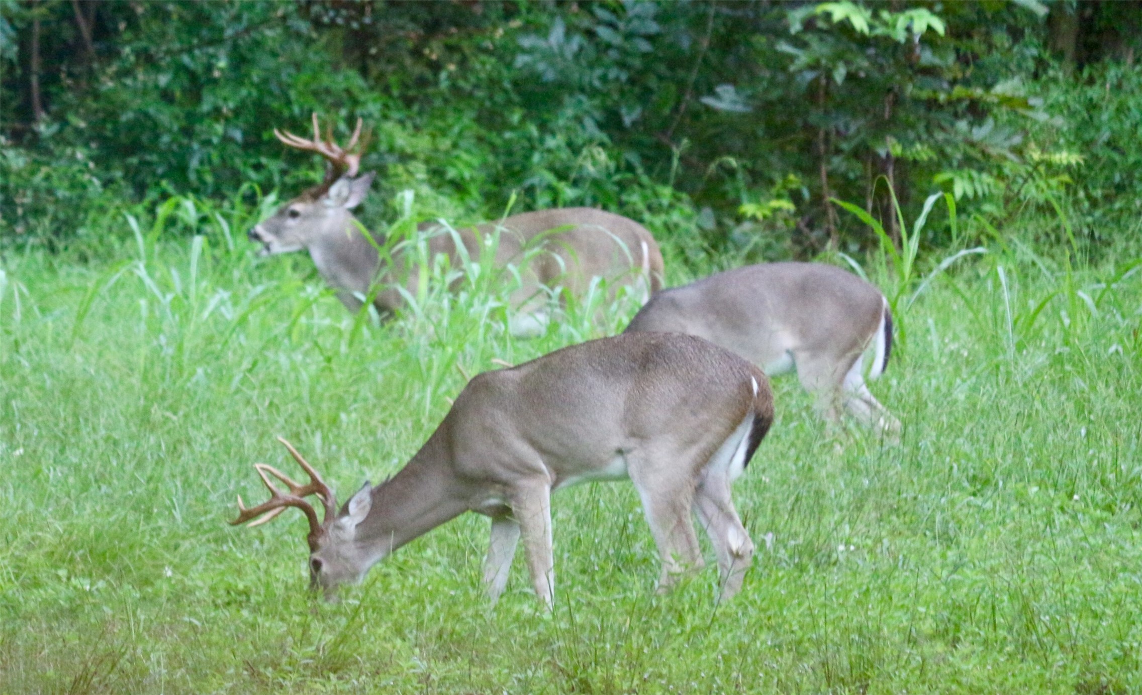 4727 Sugar Maple Court Fulshear, TX 77441 - Photo 43 of 50 a view of a yard