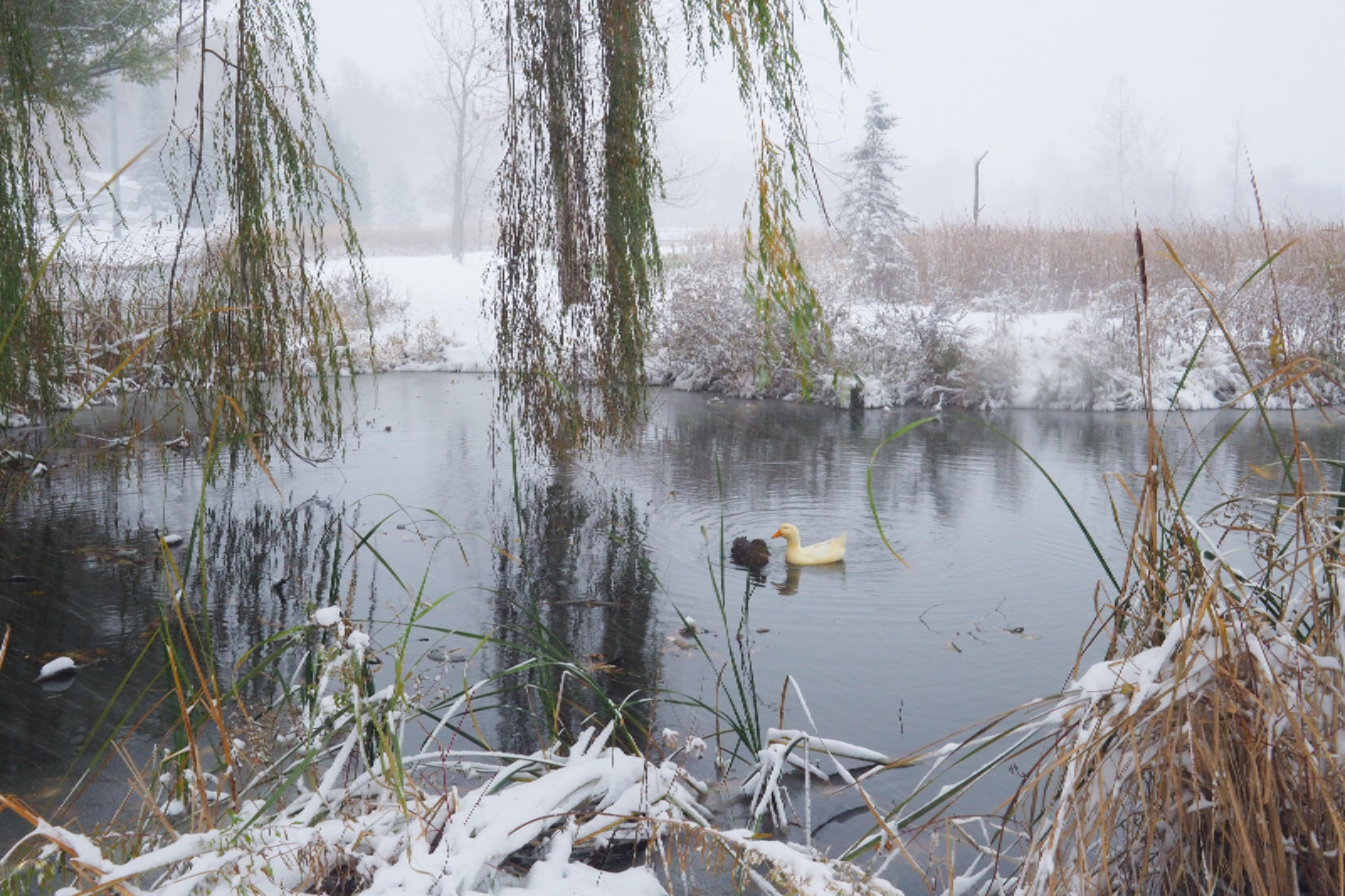 454 Turtle Lake Road Union City, MI 49094 - Photo 27 of 31 454 Turtle Lake Rd, Union City-138