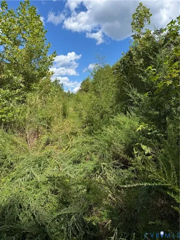 a view of a bunch of trees and bushes