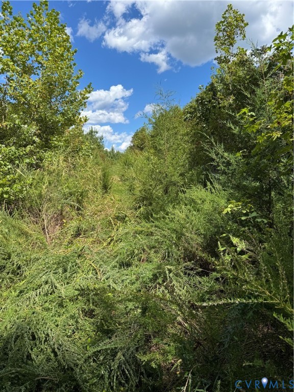 45-11 Turkey Egg Road Dinwiddie, VA 23841 - Photo 2 of 2 a view of a bunch of trees and bushes