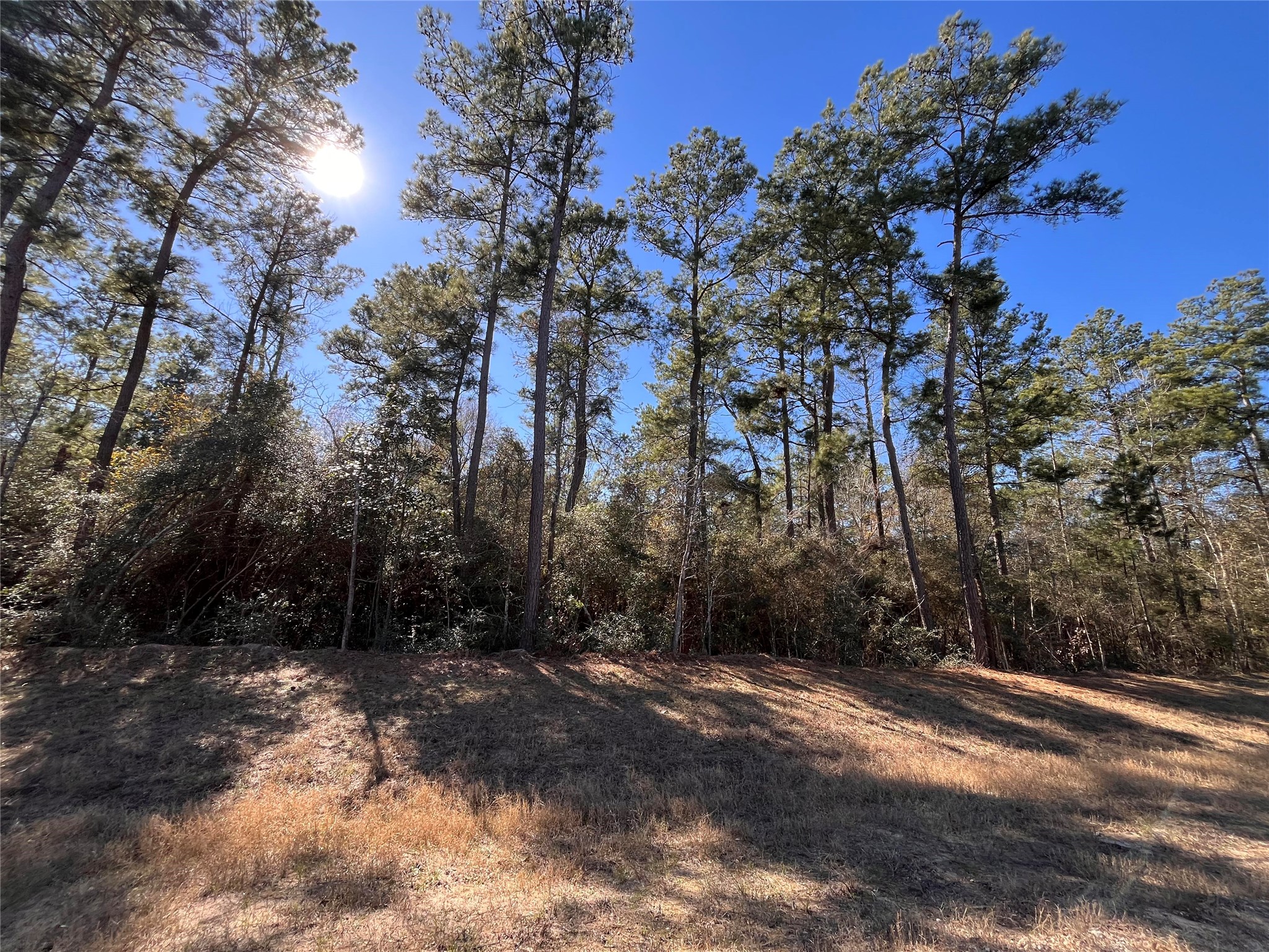 86 Coyote Run Willis, TX 77378 - Photo 11 of 23 a view of a yard with plants and trees