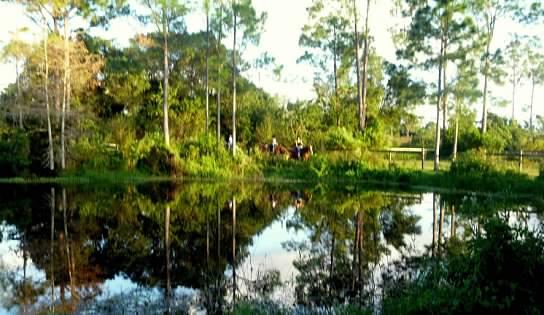 15531 42nd Road North Loxahatchee Groves, FL 33470 - Photo 33 of 62 00-aff9HbwSv2anWuuEP5nTaAJTGw3FNuhM3HKIT