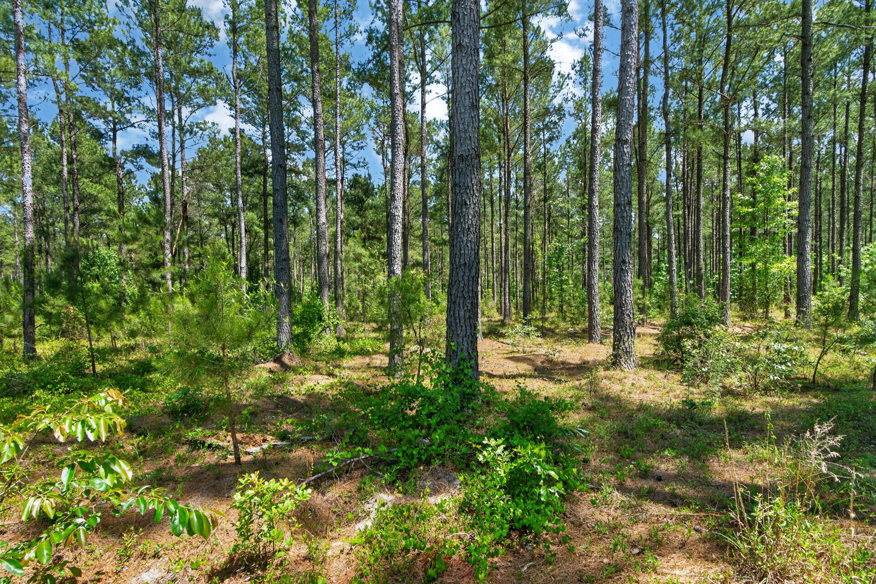 5120 North Brewington Road, Unit 10 Alcolu, SC 29001 - Photo 20 of 40 DSC09179