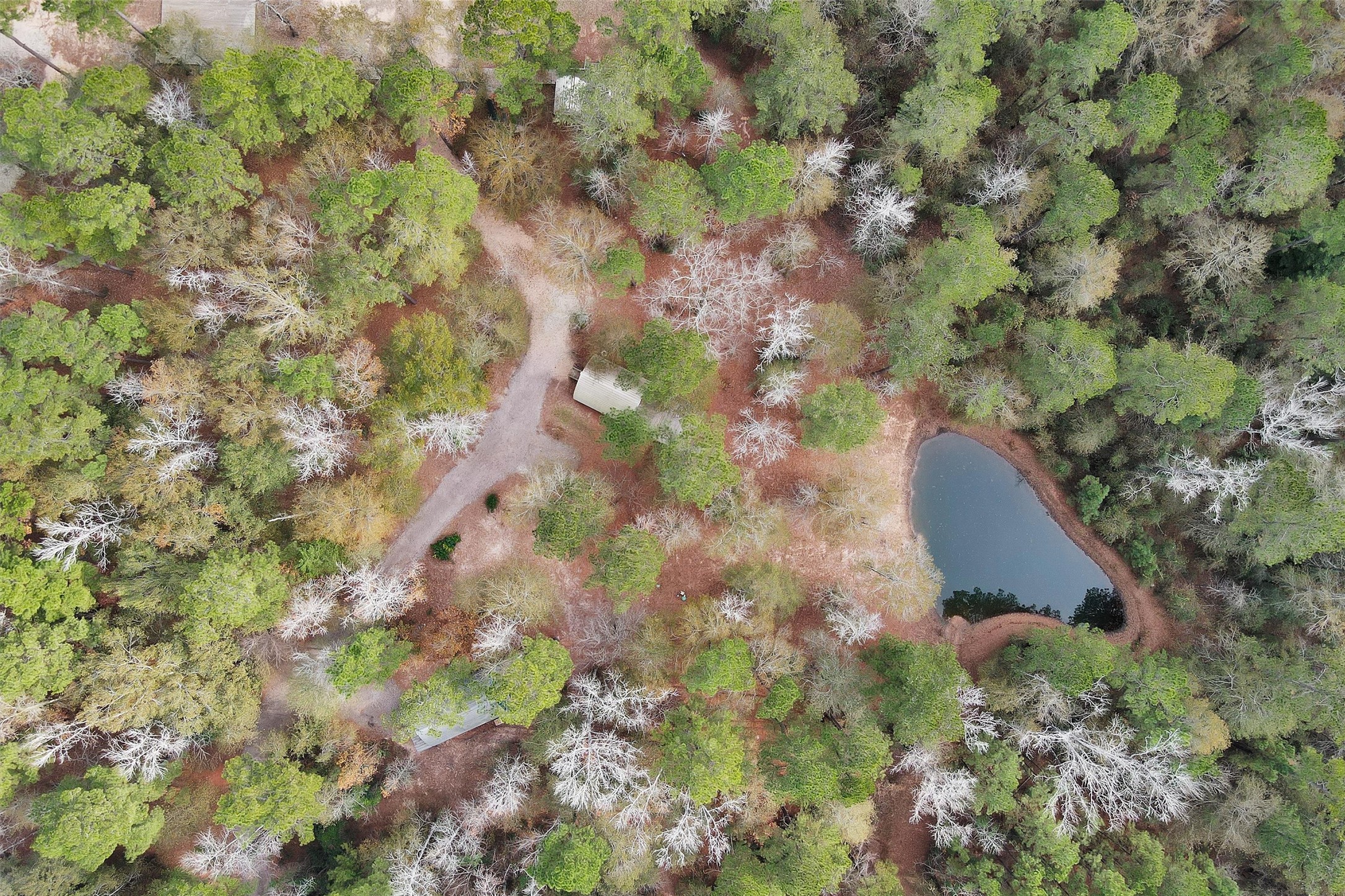215 Fm 2929 Road Huntsville, TX 77340 - Photo 47 of 50 a view of a yard with a tree