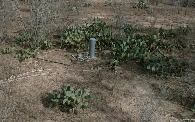 a view of a yard with plants and a tree