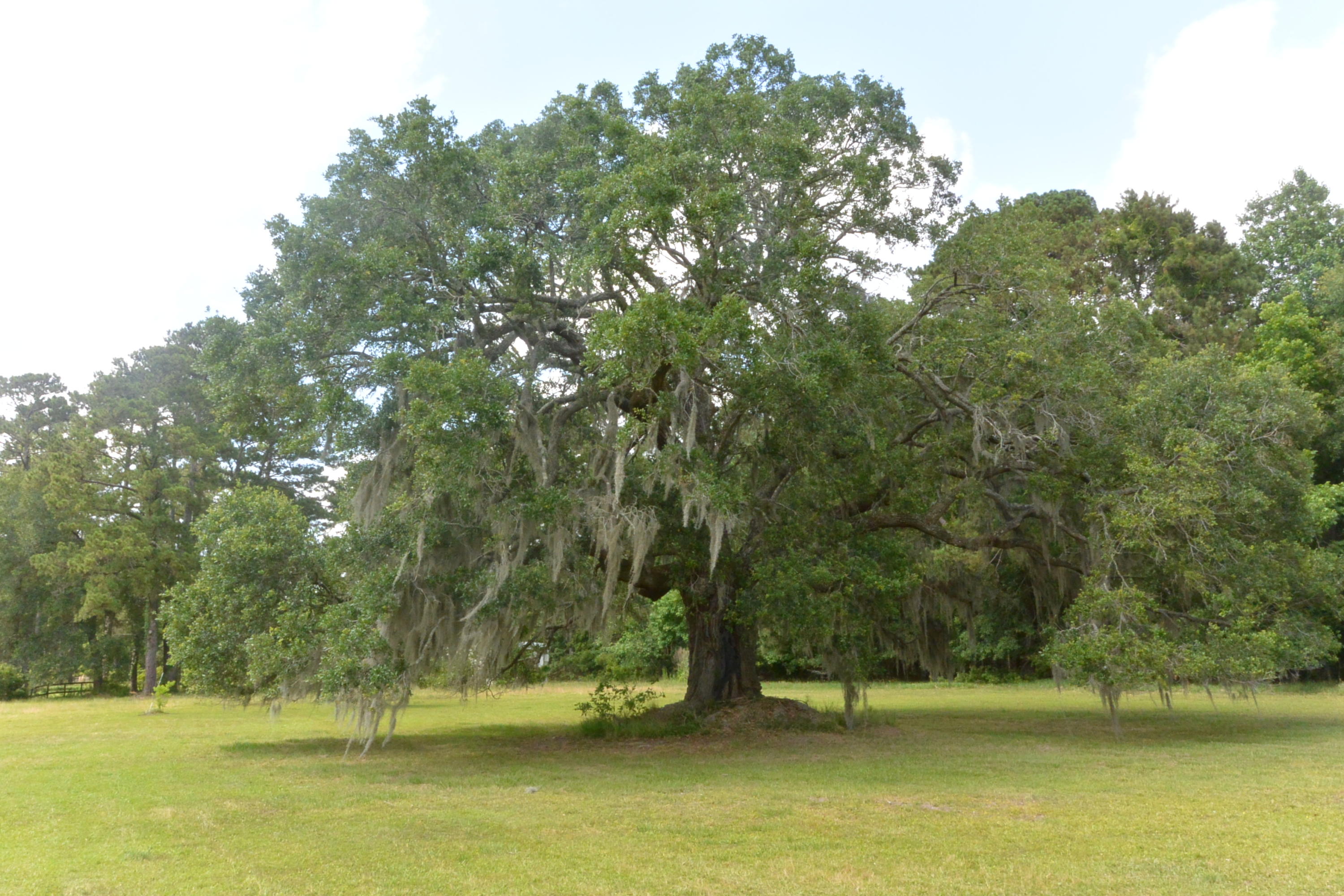5610 Chisolm Road Johns Island, SC 29455 - Photo 14 of 19 DSC_0481