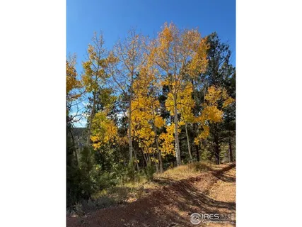 a view of a tree with a tree in front of it