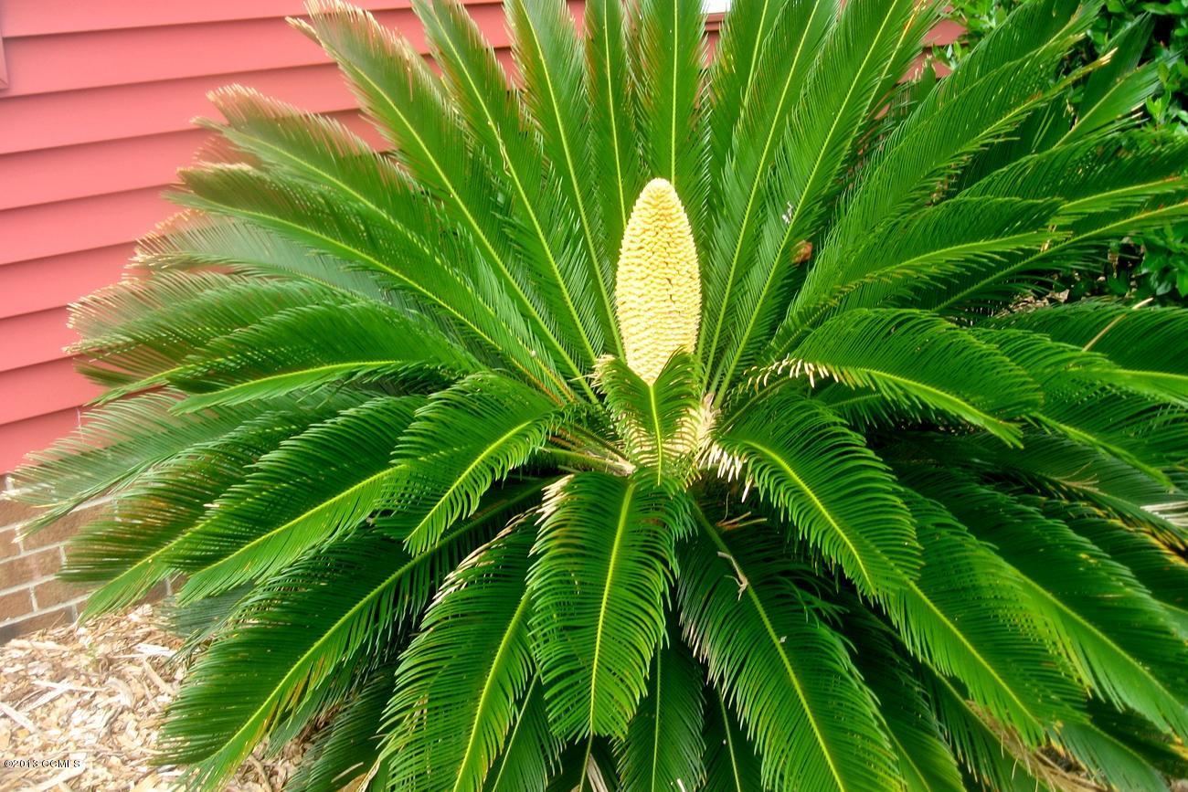 177 Community Road Davis, NC 28524 - Photo 103 of 154 Palm Flower