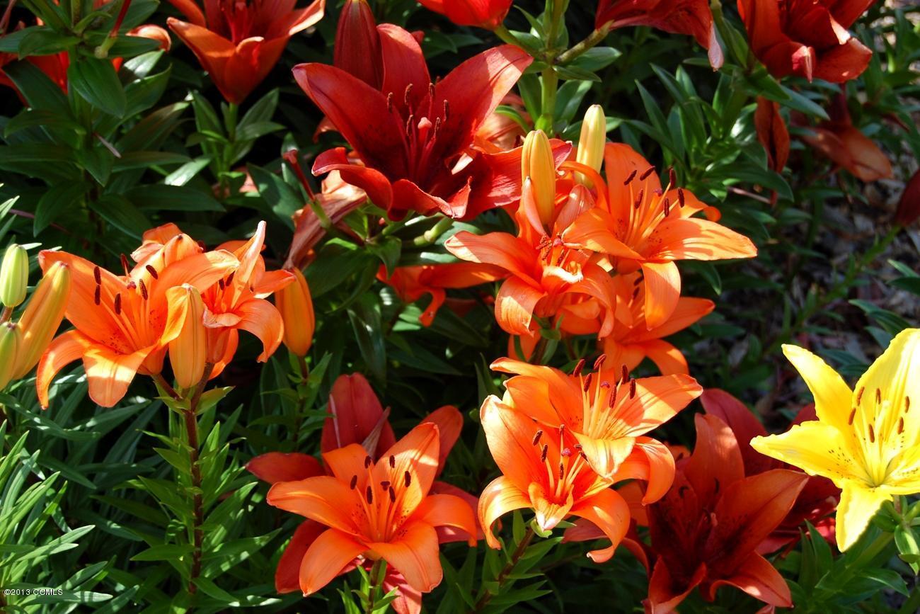 177 Community Road Davis, NC 28524 - Photo 105 of 154 Flowers in the Summer Months-4
