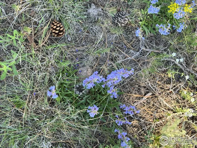 a view of a bird of a tree