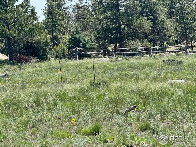 a view of a tree with a tree in front of it