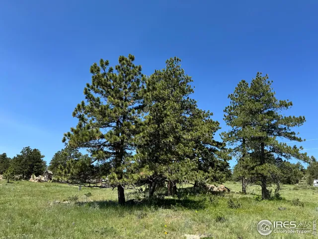 a close up of a plant in a garden