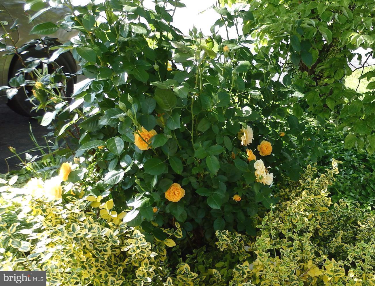 3 Crum Road Walkersville, MD 21793 - Photo 28 of 30 Imagine these fragrant blooms welcoming you home