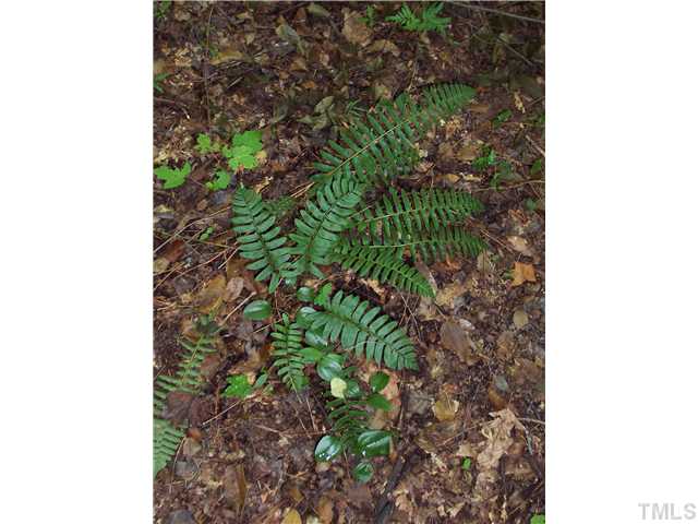 0 Mary Hall Road, Unit 12 Rougemont, NC 27572 - Photo 3 of 25 a close up of a plant in a garden