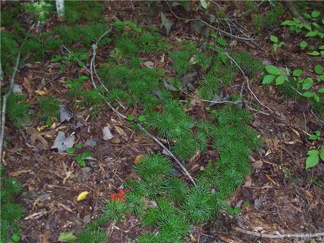 0 Mary Hall Road, Unit 12 Rougemont, NC 27572 - Photo 5 of 25 a backyard of a house with lots of plants and trees
