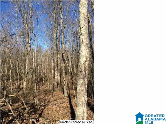 3703 Co Highway 24 Springville, AL 35146 - Photo 21 of 28