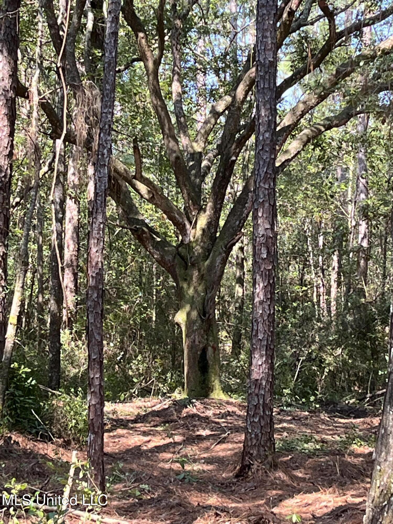 Goff Farm Road Moss Point, MS 39562 - Photo 4 of 13 057113F4-47C6-4710-AABD-2BE9E45B2DF3