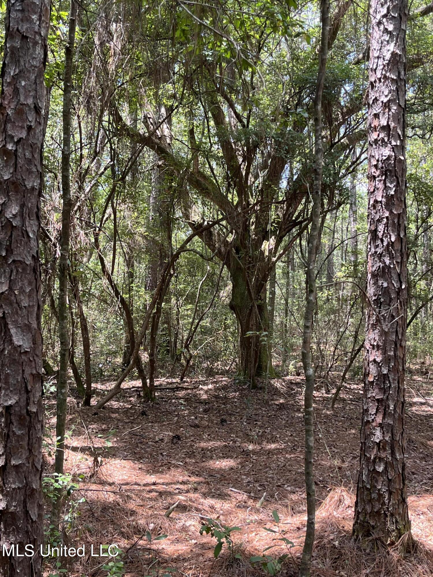 Goff Farm Road Moss Point, MS 39562 - Photo 5 of 13 15A76C15-69A6-4322-B3B0-F8FD6922A149