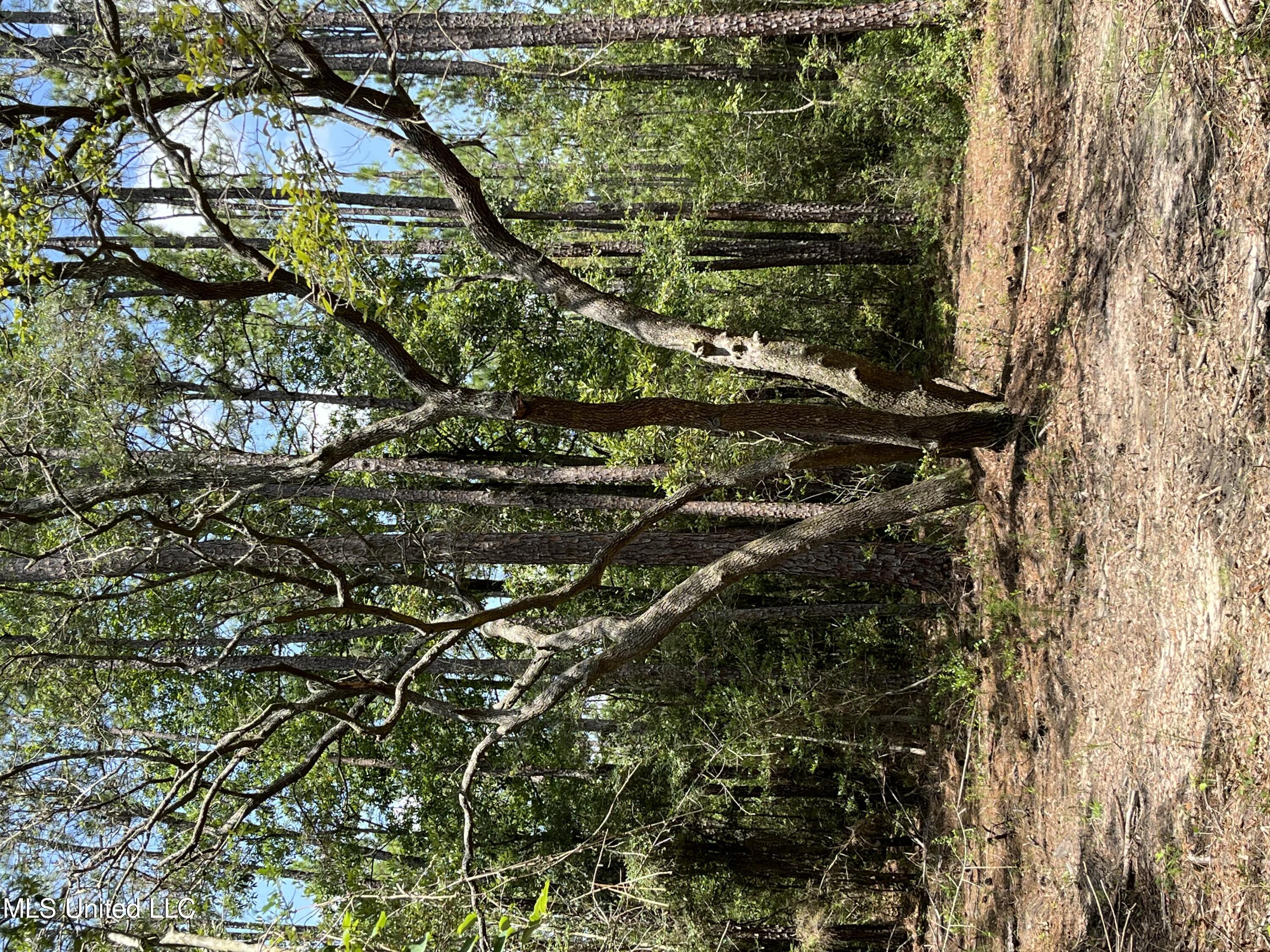 Goff Farm Road Moss Point, MS 39562 - Photo 6 of 13 5F3EB40B-6B73-4C80-89B6-BE4C97B5369B