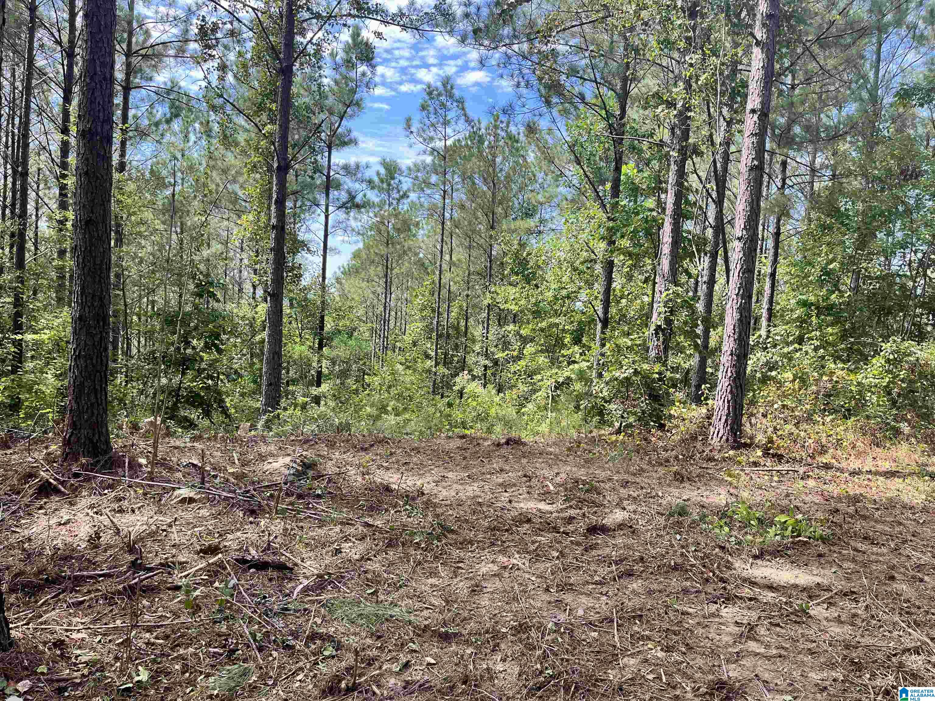 605 Sweet Apple Road, Unit TRACT 5 Cropwell, AL 35054 - Photo 4 of 8