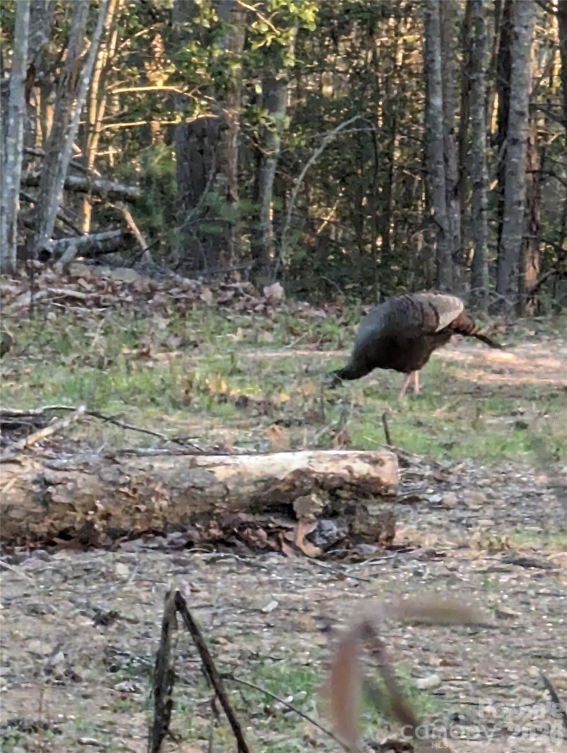 Tbd Taylorsville Road Granite Falls, NC 28630 - Photo 12 of 17 a backyard of a house with lots of green space