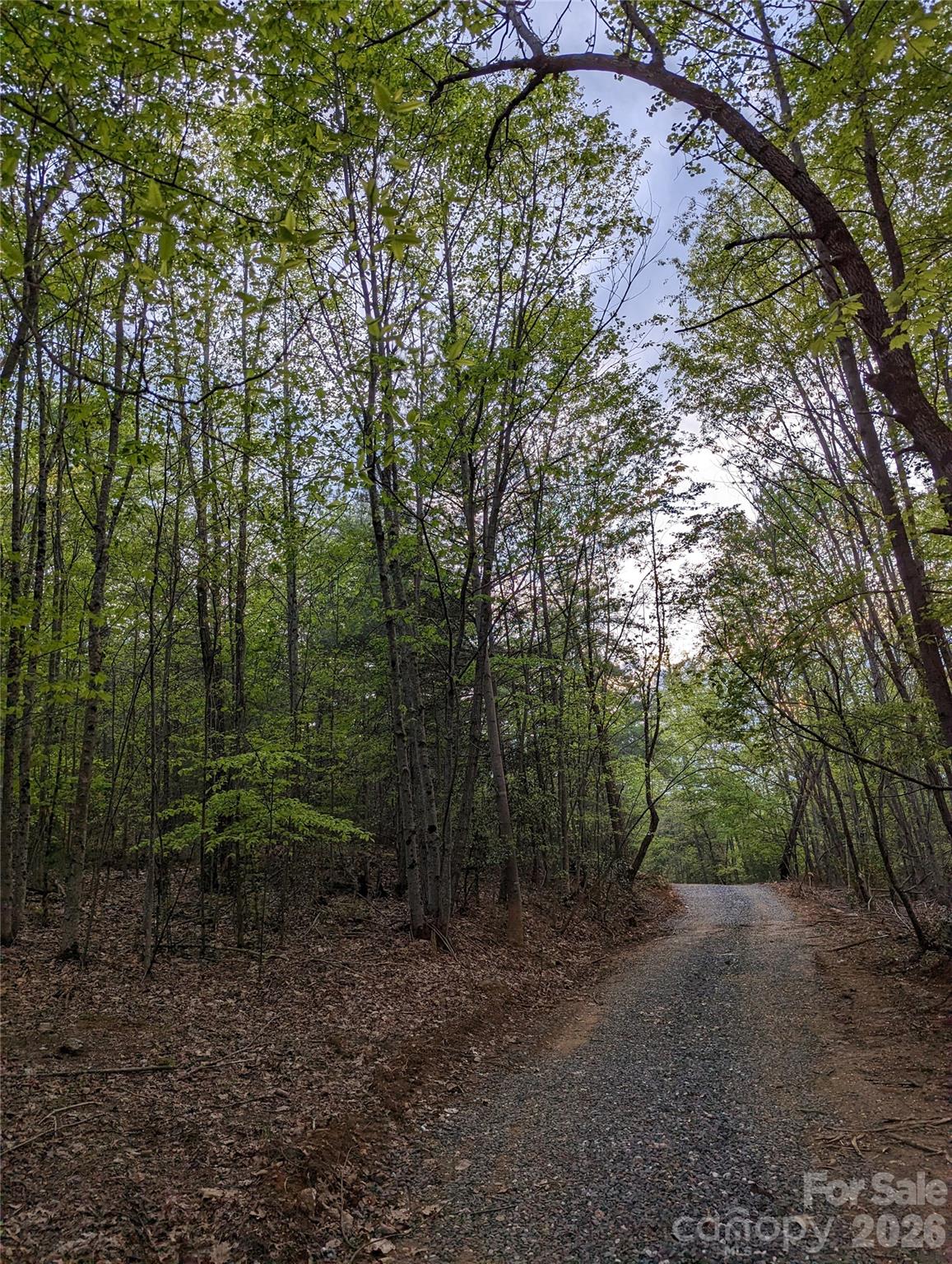 Tbd Taylorsville Road Granite Falls, NC 28630 - Photo 10 of 17 a view of a forest with trees in the background