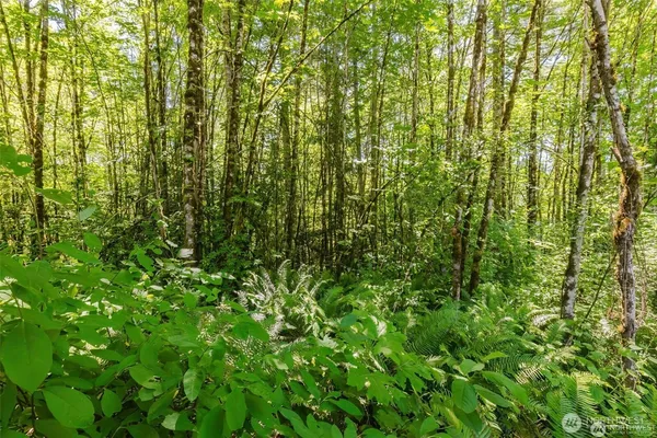 a view of a lush green forest