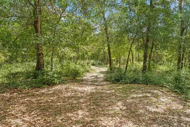 a view of a forest with trees