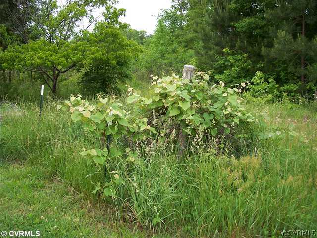 3273 Grandy Road Brodnax, VA 23920 - Photo 11 of 11 Land/Lot - Grape Vines, Fruit Trees, Garden Space