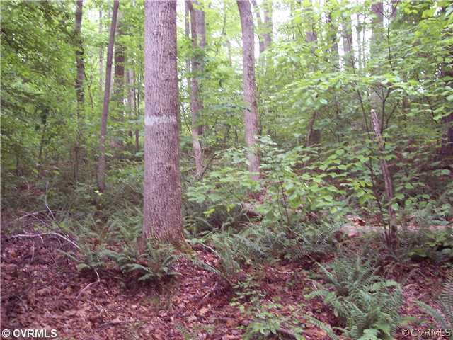 3273 Grandy Road Brodnax, VA 23920 - Photo 9 of 11 Land - Some of the trees, pic taken for size. 1/2