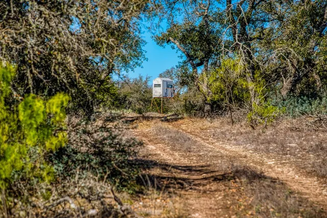 a view of a yard with large trees