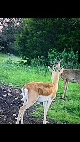 a view of a backyard with plants and a fountain