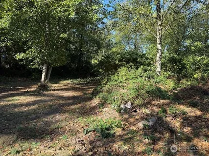 a view of a forest with trees in the background