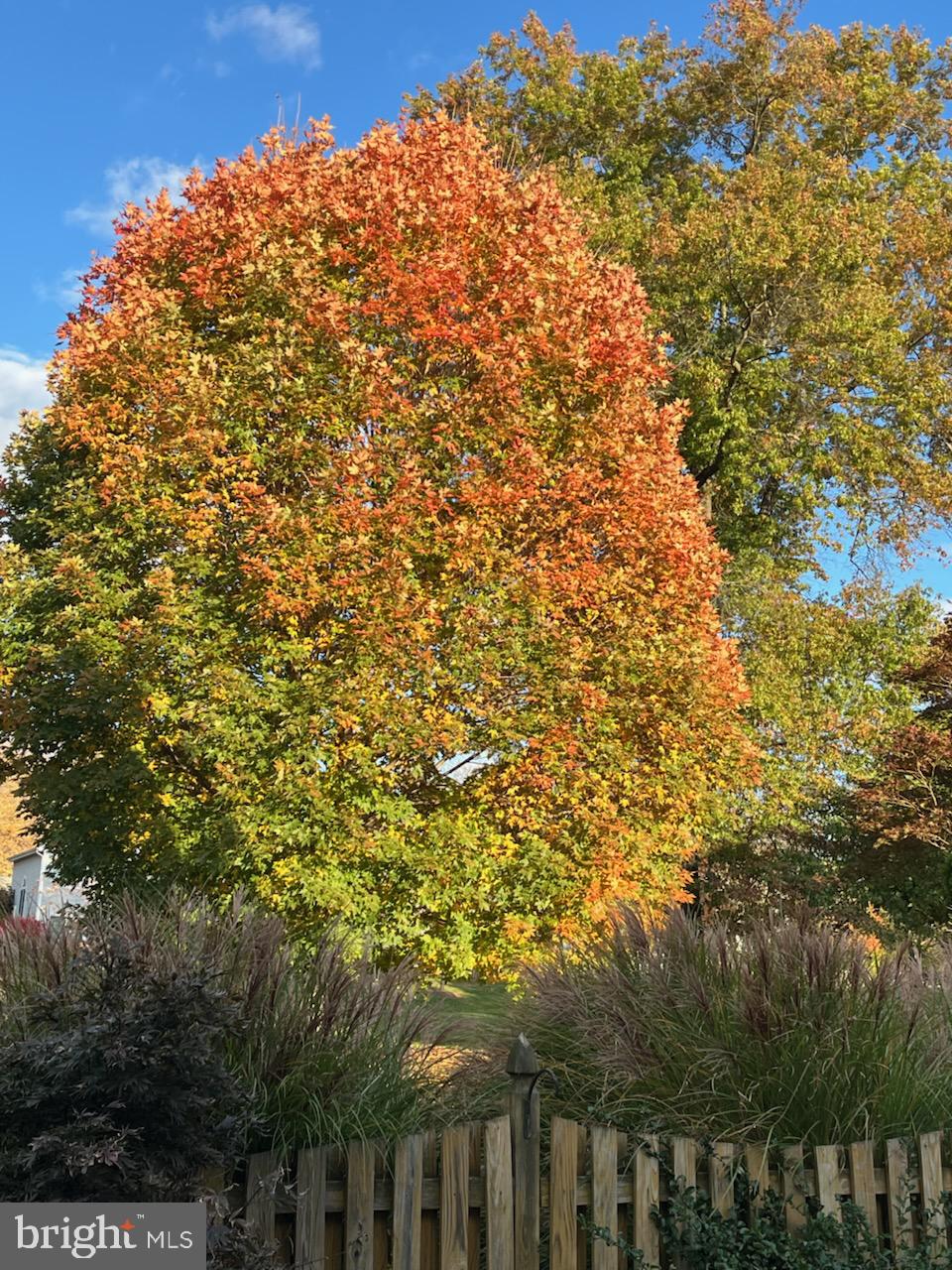 107 Carousel Circle Doylestown, PA 18901 - Photo 31 of 31 a view of a large tree