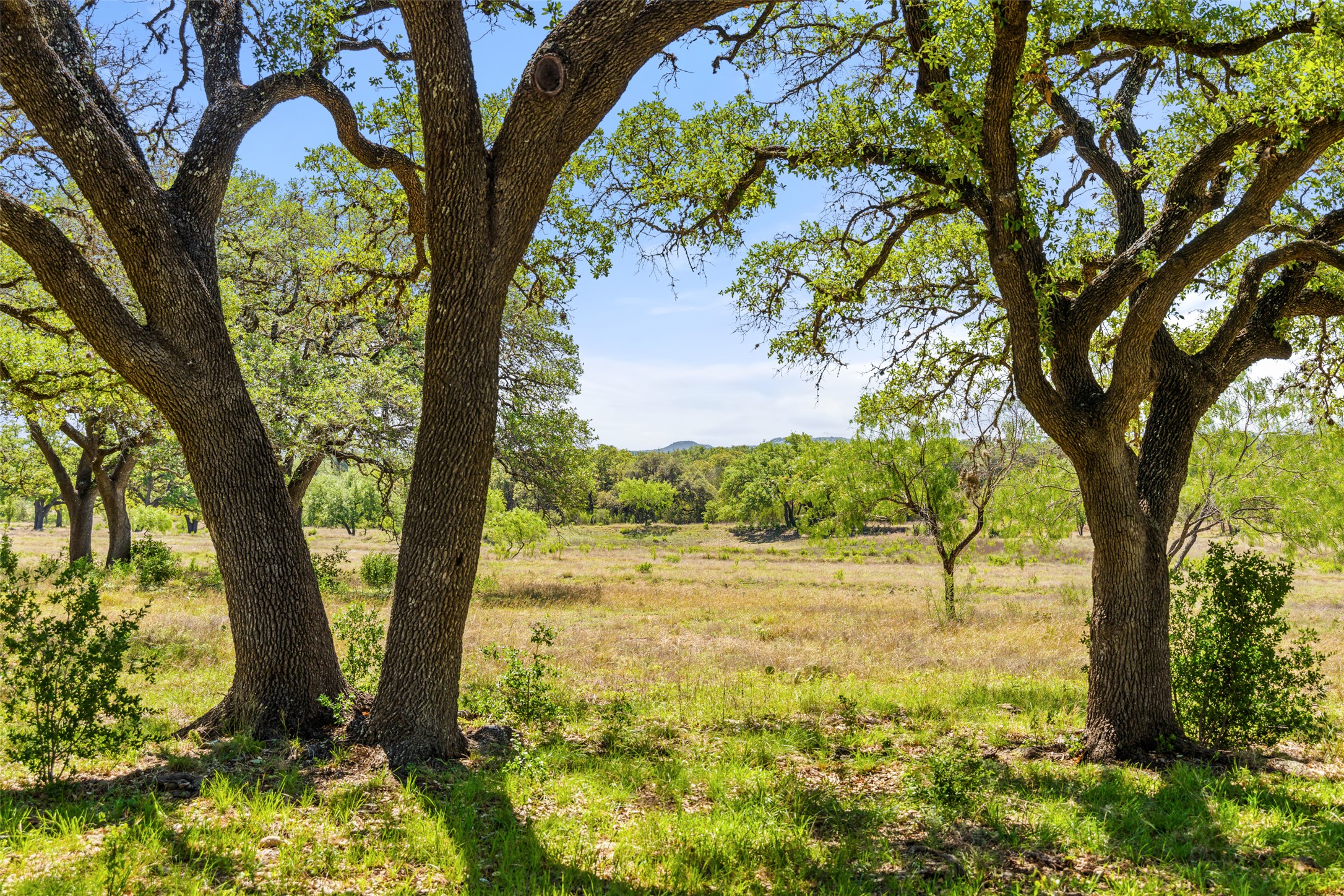 1318 Klett Ranch Road Johnson City, TX 78636 - Photo 8 of 21 View of nature