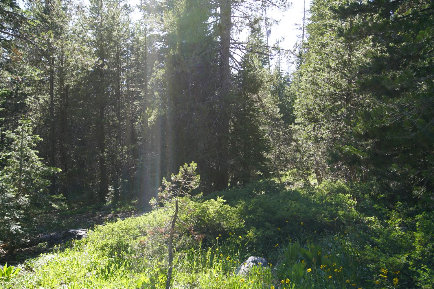 0 Forest 41 Road Sierra City, CA 96125 - Photo 11 of 30 a backyard of a house with lots of green space