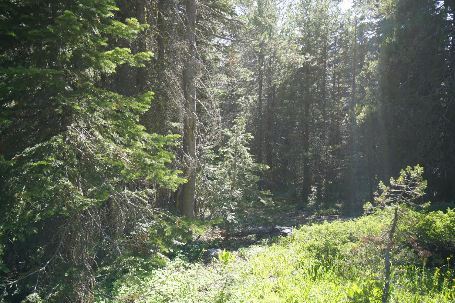 0 Forest 41 Road Sierra City, CA 96125 - Photo 12 of 30 a backyard of a house