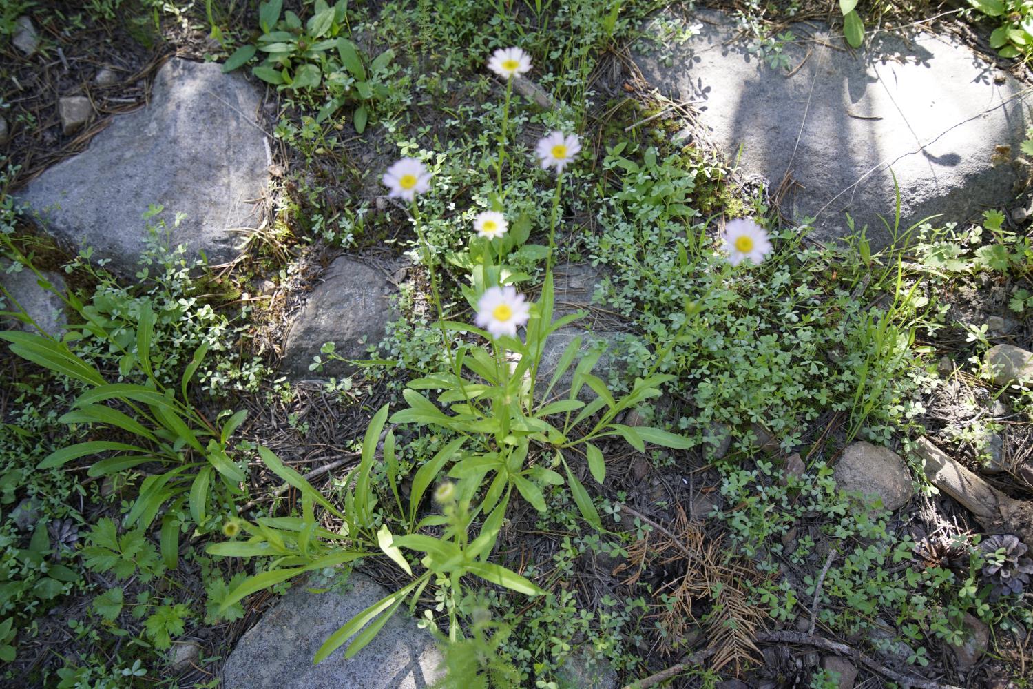 0 Forest 41 Road Sierra City, CA 96125 - Photo 14 of 30 a plant view