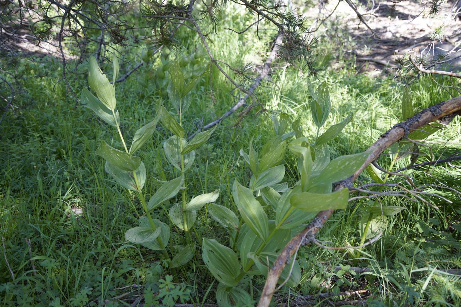 0 Forest 41 Road Sierra City, CA 96125 - Photo 15 of 30