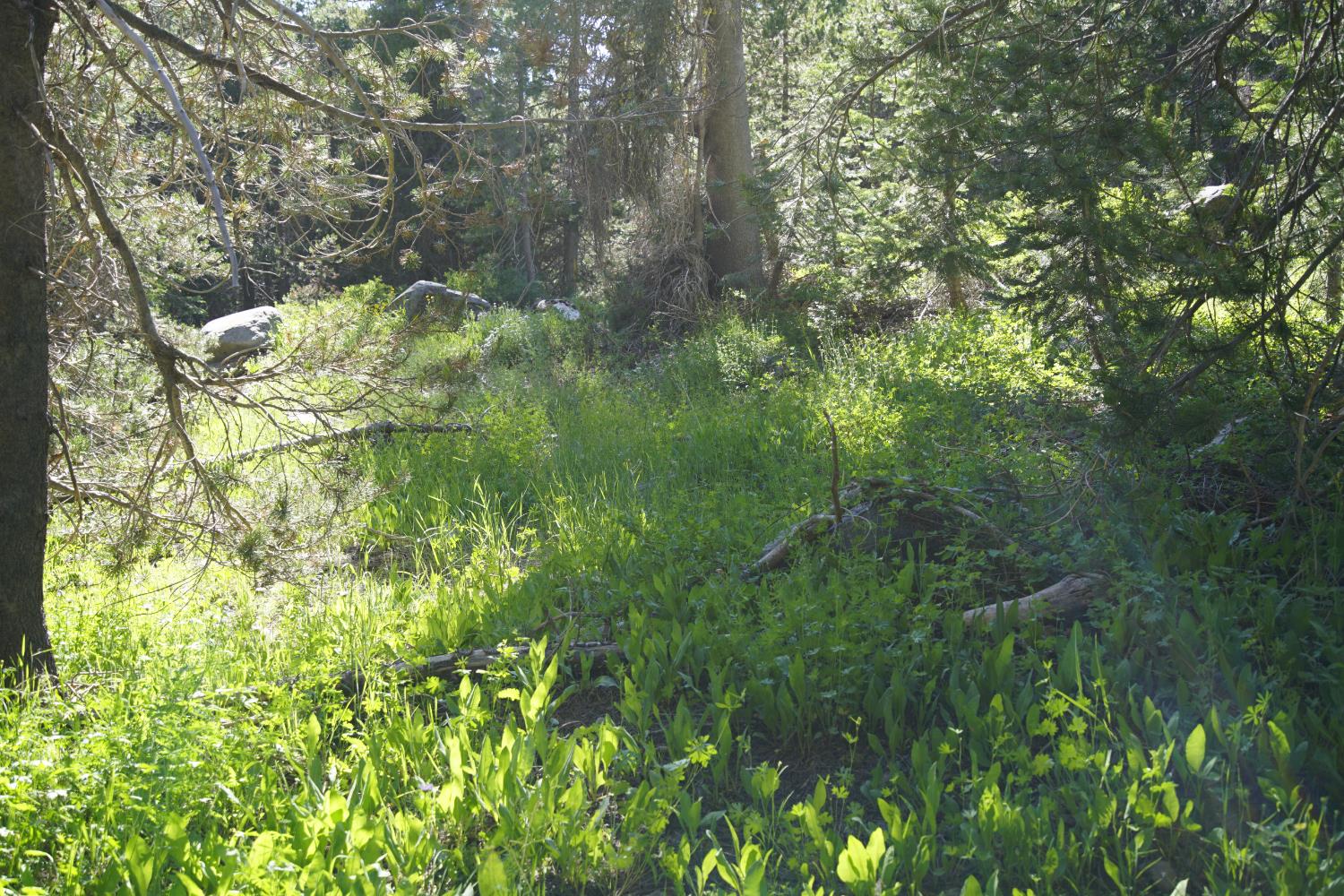 0 Forest 41 Road Sierra City, CA 96125 - Photo 16 of 30 a view of a yard