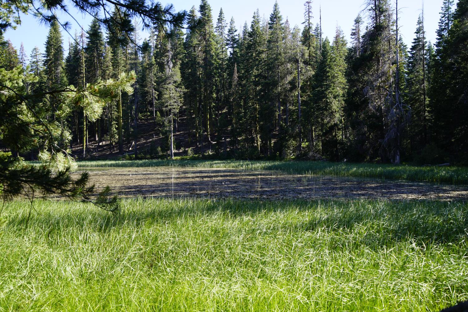 0 Forest 41 Road Sierra City, CA 96125 - Photo 17 of 30 a view of a backyard