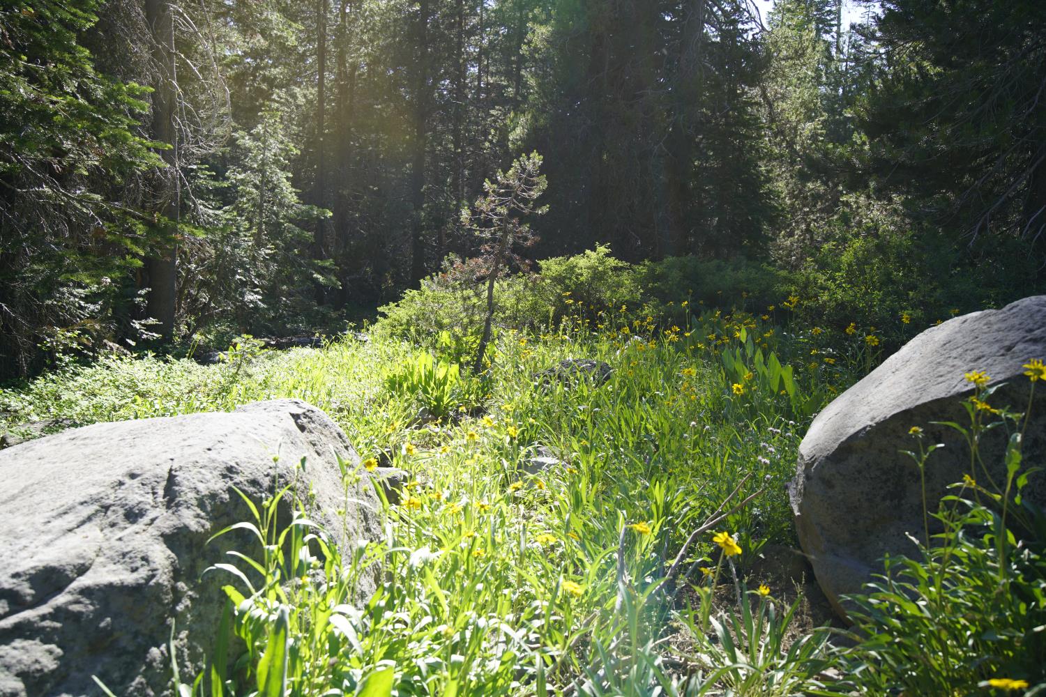 0 Forest 41 Road Sierra City, CA 96125 - Photo 2 of 30 a view of a garden with plants