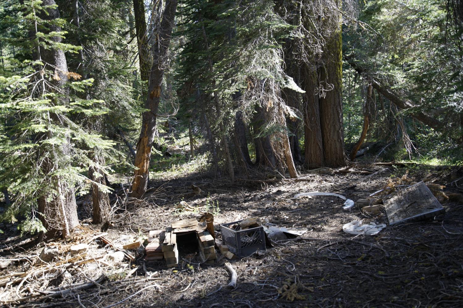0 Forest 41 Road Sierra City, CA 96125 - Photo 24 of 30 a view of yard covered with trees