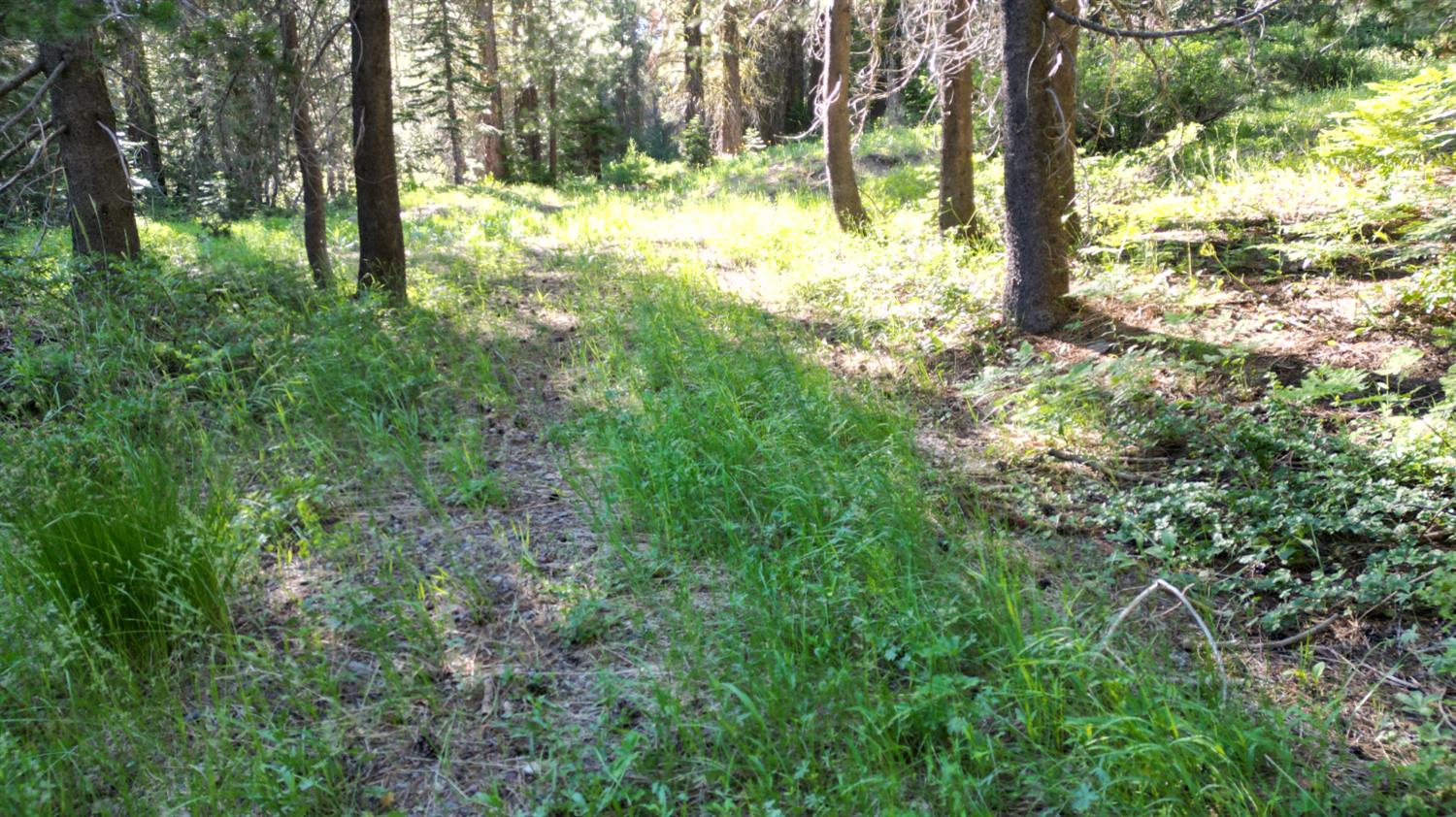 0 Forest 41 Road Sierra City, CA 96125 - Photo 29 of 30 a view of yard