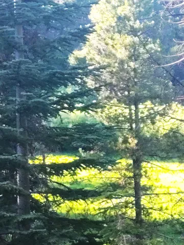 $299,000 | 0 Forest 41 Road, Sierra City, CA 96125