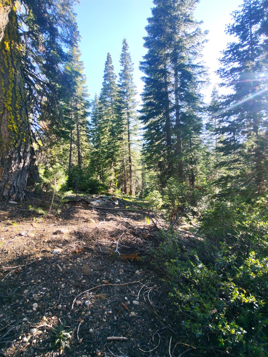 0 Forest 41 Road Sierra City, CA 96125 - Photo 6 of 30 a view of outdoor space and trees