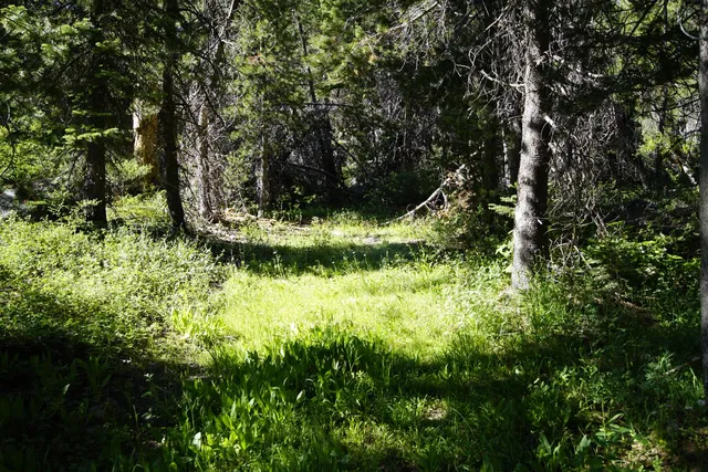 $299,000 | 0 Forest 41 Road, Sierra City, CA 96125