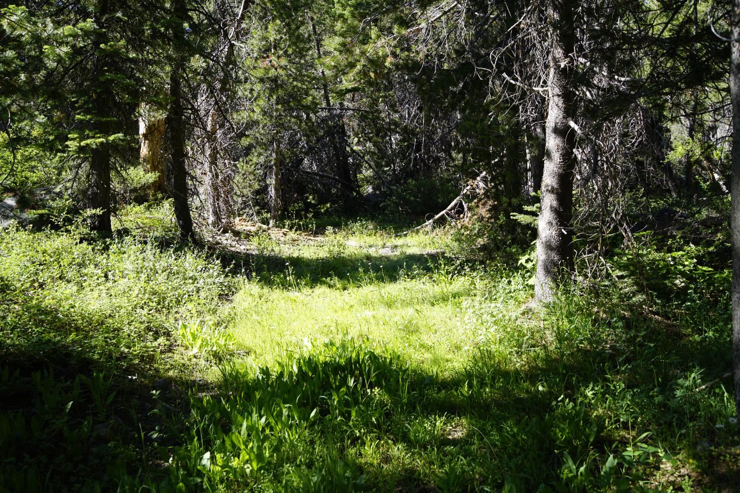 0 Forest 41 Road Sierra City, CA 96125 - Photo 8 of 30 a view of a garden with plants
